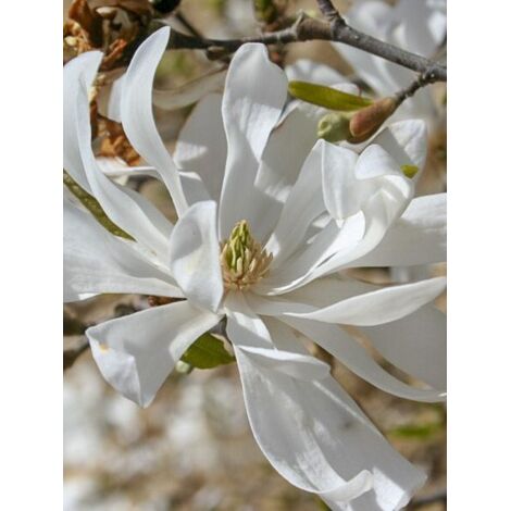 Magnolia étoilé 'Waterlily' (1/5)