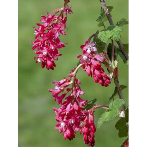 Groseillier à fleurs 'Red Bross ' Pot de 2L/3L (1/3)