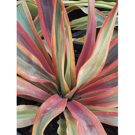 Dague espagnole 'Citrus Twist' Pot de 2L/3L (1/2)