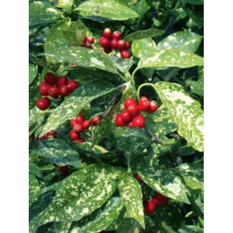 Aucuba du Japon 'Crotonifolia' Pot de 2L/3L