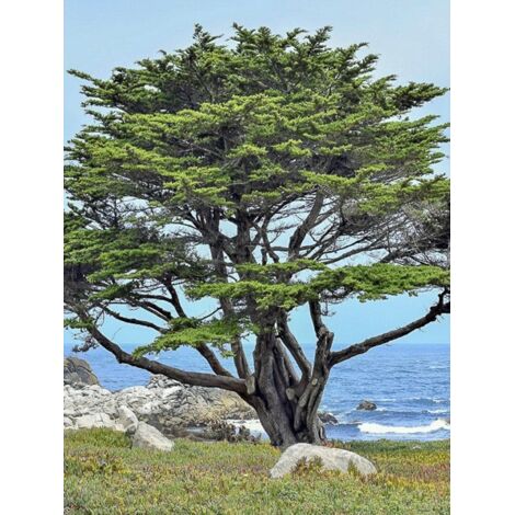 Cyprès de Monterey, Cyprès de Lambert Pot de 2L/3L