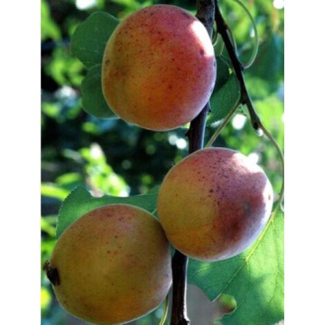 Abricotier 'Rouge du Roussillon' Pot de 7,5L/10L, Gobelet (1/2)