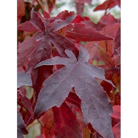 Copalme d'Amérique 'Thea' Pot de 4L/5L