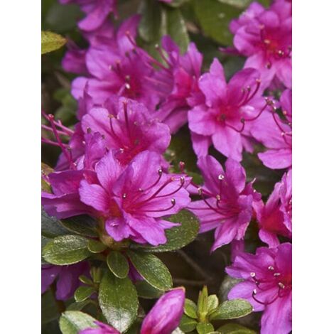 Azalée japonaise 'Amoena' Pot de 2L/3L (1/2)