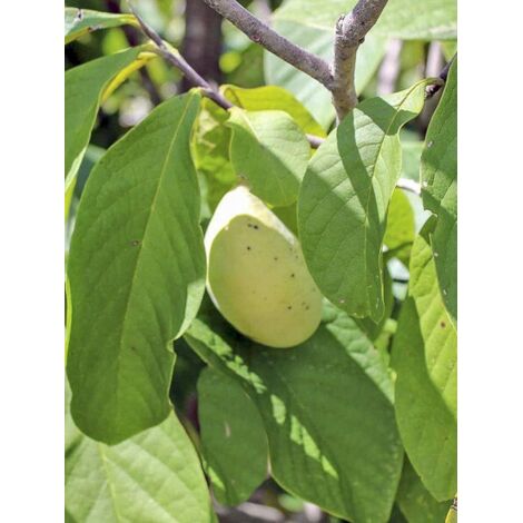 Asiminier, paw-paw, Arbre à banane 'Prima 1216' Pot de 4L/5L (1/2)