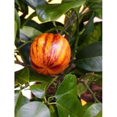 Oranger arcobal Pot de 4L/5L, 1/4 de tige