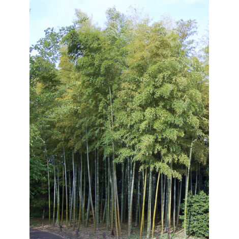 Phyllostachys heteroclada Pot de 4L/5L