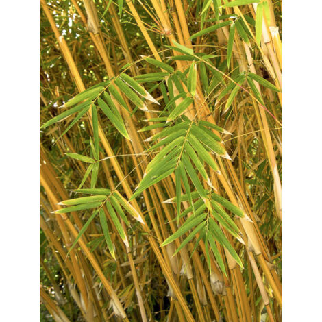 Bambou des haies 'Alphonse Karr' Pot de 4L/5L