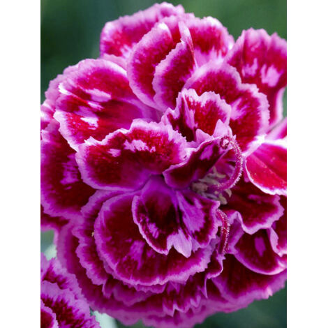 Œillet mignardise 'Laced Monarch' Godet de 8/9 cm (1/2)