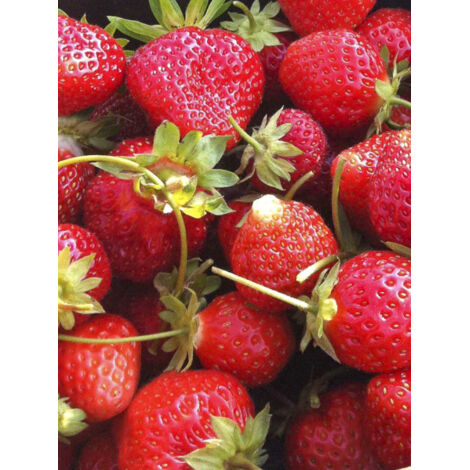 Fraisier 'Annabelle' Motte 5 cm x 7 cm (par 3) (1/2)