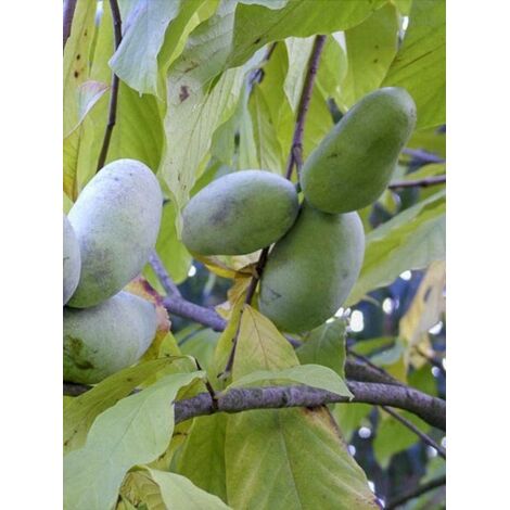 Asiminier, paw-paw, Arbre à banane 'Wells' Pot de 4L/5L