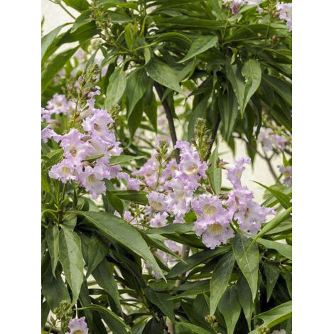 Chitalpa de Taschkent Summer Bells 'Minsum' Pot de 2L/3L