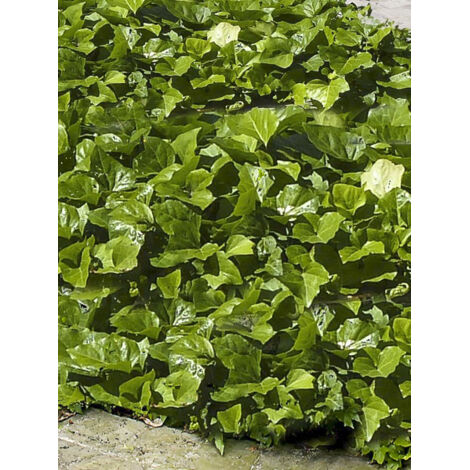 Lierre 'Bellecour' Pot de 1L/1,5L (1/2)