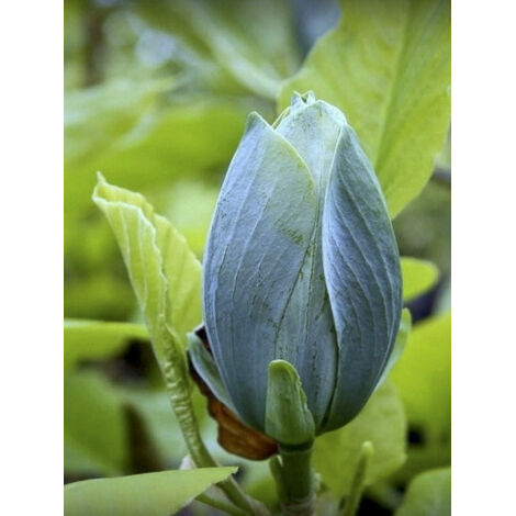 Magnolia 'Blue Baby' Pot de 6L/7L (1/2)