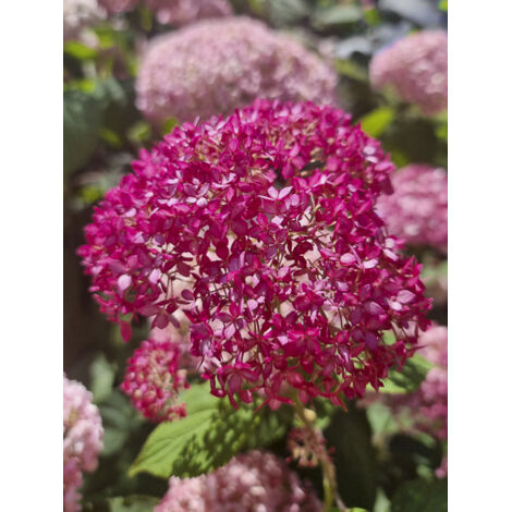Hortensia de Virginie 'Candybelle Sorbet' Pot de 4L/5L (1/2)
