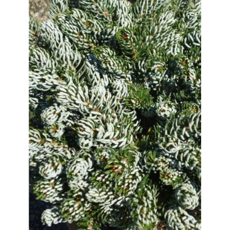 Sapin de Corée 'Kohout's Icebreaker' Pot de 2L/3L (1/2)