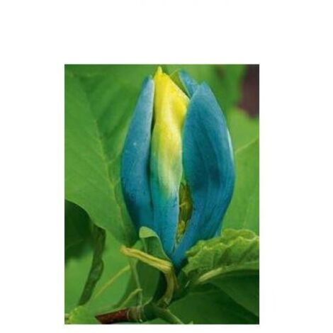 Arbre à cornichons, Magnolia acuminé 'Blue Opal' Pot de 7,5L/10L (1/2)