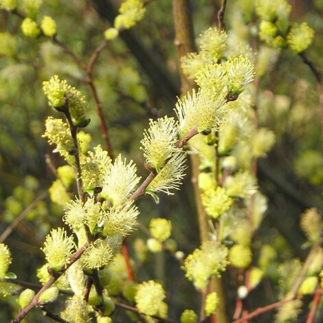 Salix repens - Saule rampant Pot de 2L/3L (1/5)