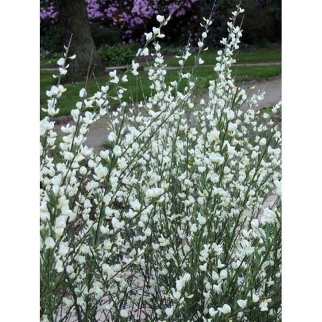 Genêt précoce 'Albus' Pot de 2L/3L (1/5)