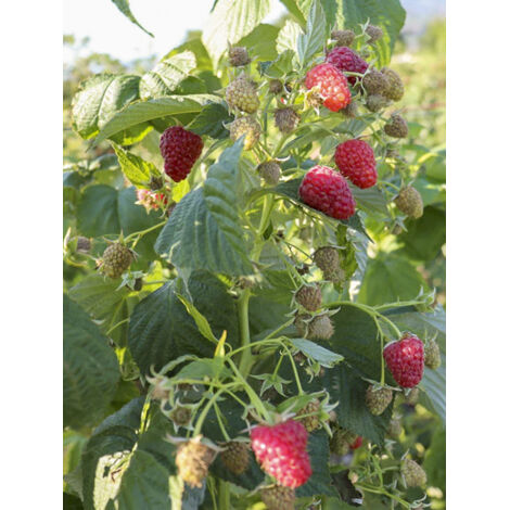 Framboisier 'Plentiful' Pot de 1,5L/2L, Touffe