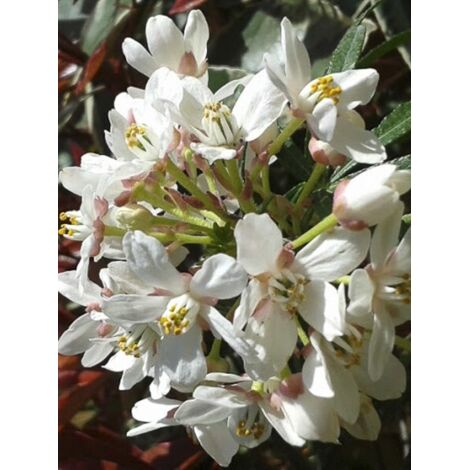 Oranger du Mexique 'Scented Gem' Pot de 2L/3L (1/3)