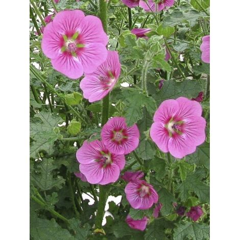 Mauve arbustive du Cap 'El Rayo' Pot de 1,5L/2L (1/3)