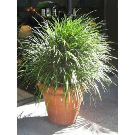 Liriope muscari 'Evergreen Giant' Godet de 8/9 cm (1/3)