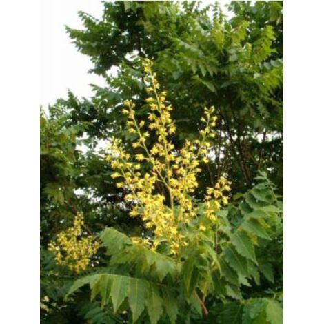 Savonnier Pot de 3L/4L