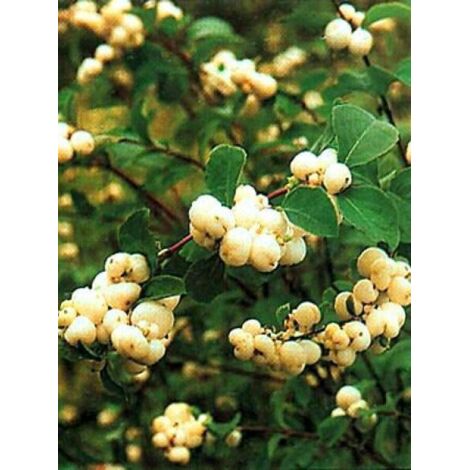 Symphorine 'White Edge' Pot de 2L/3L (1/2)
