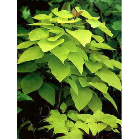 Catalpa de Caroline 'Aurea' Pot de 4L/5L