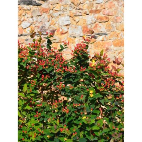Millepertuis 'Magical® Red Fame 'kolmaref' ' Pot de 2L/3L (1/2)