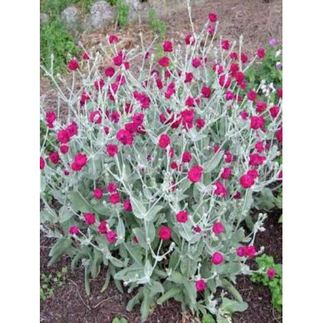 Coquelourde des jardins 'Atrosanguinea' Godet de 8/9 cm