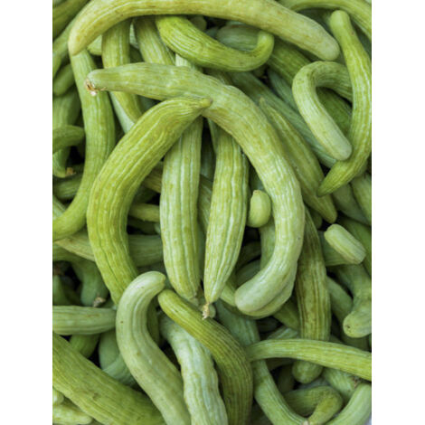 Concombre arménien, Concombre serpent le sachet de 20 graines