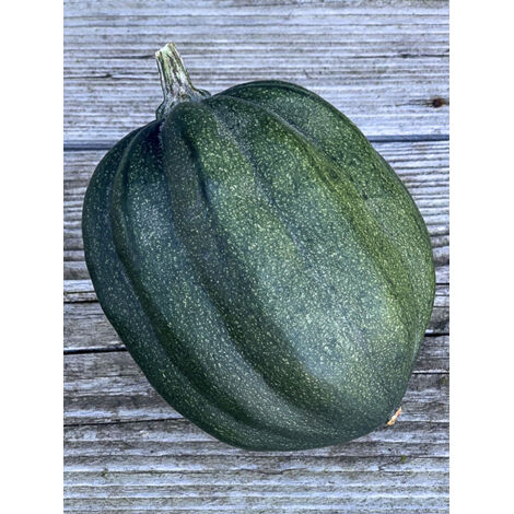 Courge 'Cornue d'hiver' le sachet de 20 graines (1g) (1/2)