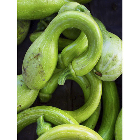 Courge musquée 'Tromboncino d'Albinga' le sachet de 20 graines (1g) (1/2)