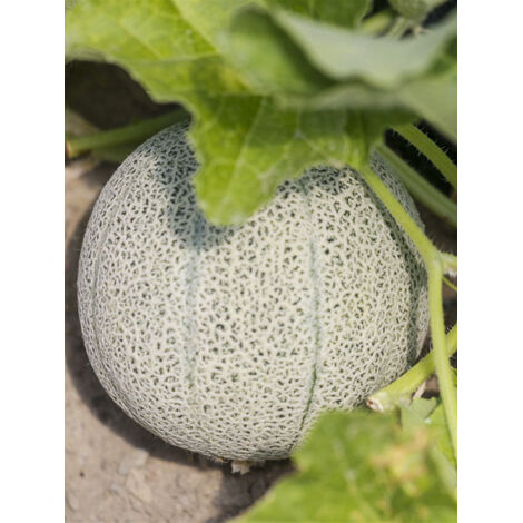 Melon 'Chilton' le sachet de 15 graines (1/2)