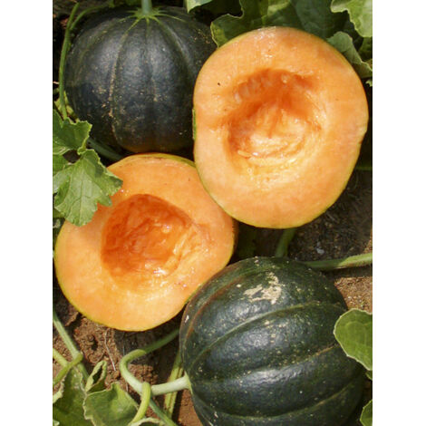 Melon 'Noir des Carmes' le sachet de 15 graines