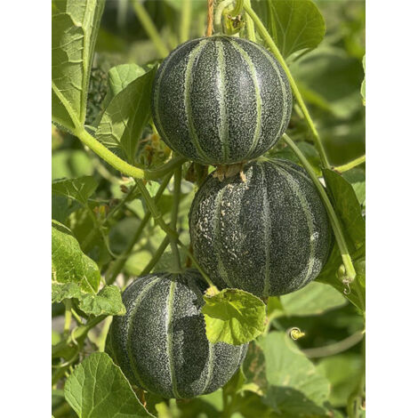 Melon 'vert grimpant' le sachet de 15 graines