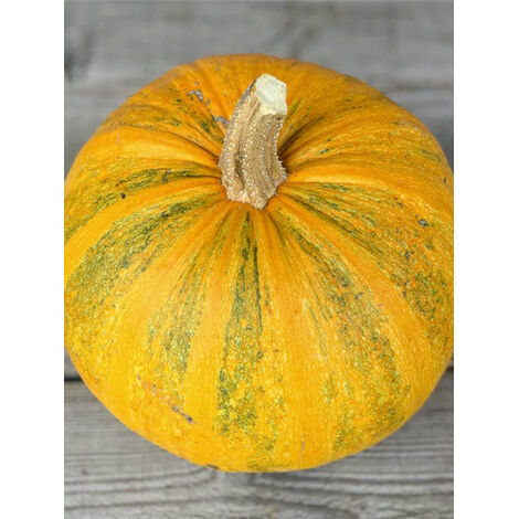 Courge 'Lady Godiva' le sachet de 8 graines (2.3g) (1/2)