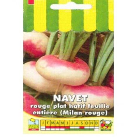 Navet de Milan rouge le sachet de 200 graines (1/2)