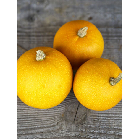 Courge 'Pomme d'Or' le sachet de 10 graines