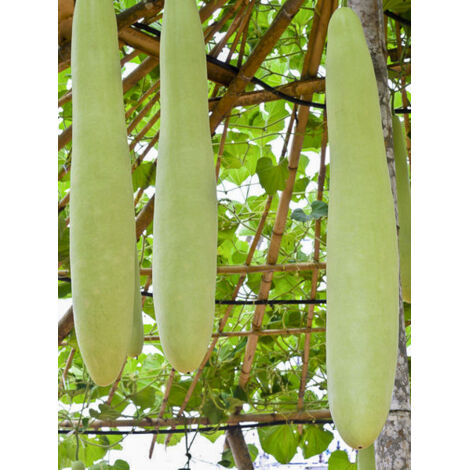 Gourde 'Massue longue' le sachet de 15 graines (3g) (1/2)