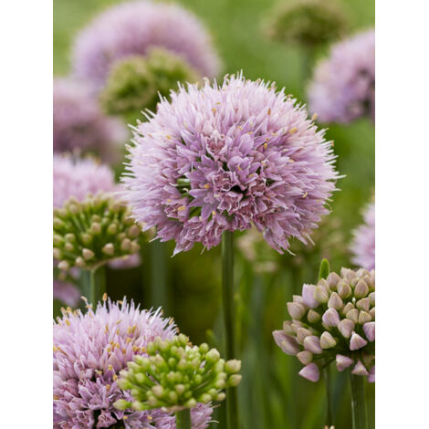 Ail d'ornement 'Lisa Green' Pot de 2L/3L