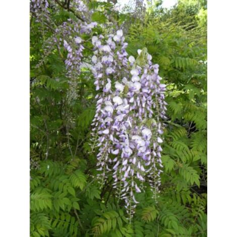 Glycine japonaise Godet de 8/9 cm (1/2)