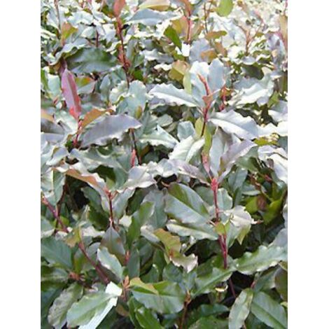 Photinia x fraseri 'Camilvy' Godet de 8/9 cm (1/2)