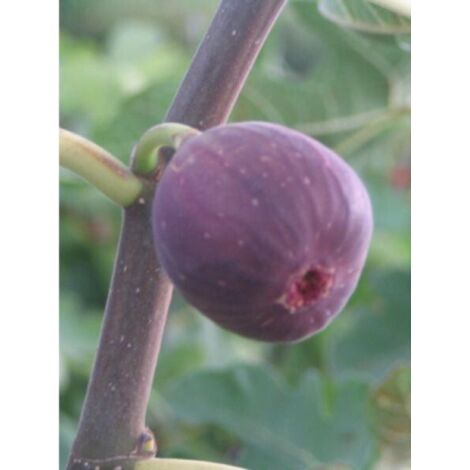 Figuier 'Jordan' Pot de 4L/5L, Buisson