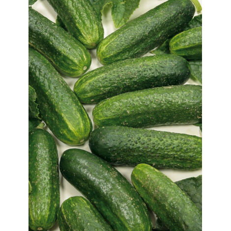 Cornichons 'Diamant F1' le sachet de 12 graines (1/2)
