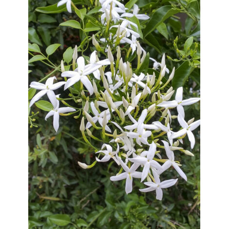 Jasmin des Açores Pot de 2L/3L