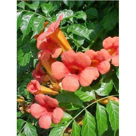 Bignone de Chine, à grandes fleurs Pot de 2L/3L (1/2)