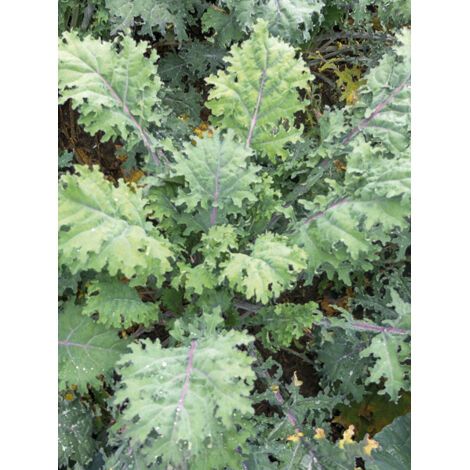 Chou frisé 'Rouge de Russie' le sachet de 300 graines (1g)